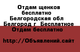 Отдам щенков бесплатно - Белгородская обл., Белгород г. Бесплатное » Отдам бесплатно   